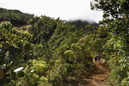 Caribbean, Dominica Island, Castle Bruce, Morne Trois Pitons National Park listed as World heritage by UNESCO, hikers on the trail leading through the rainforest to the Desolation Valley and then to Boiling Lake