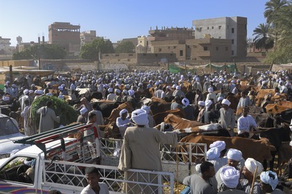 Egypte, Haute Egypte, Daraw au nord d'Assouan, marché aux vaches