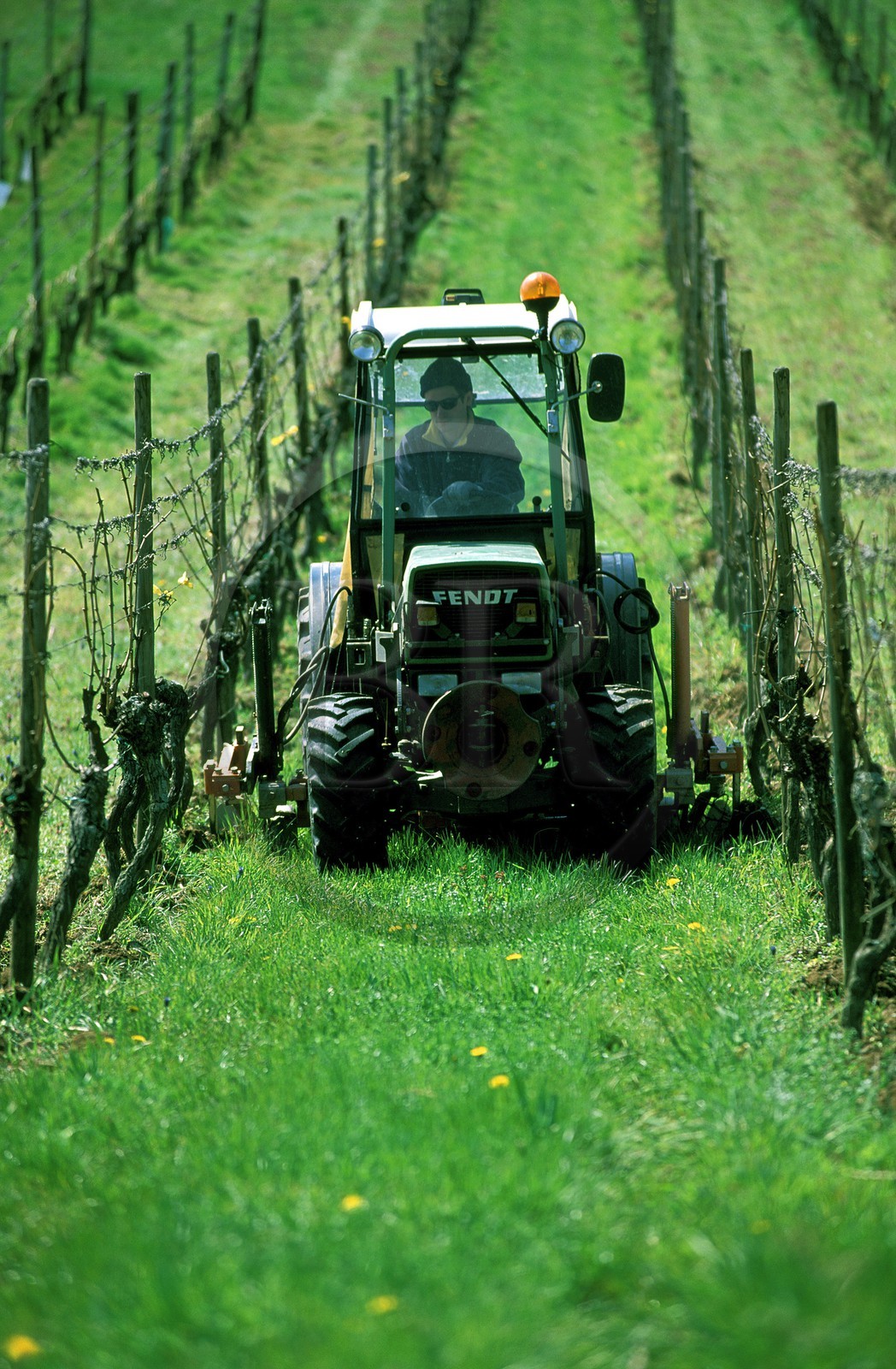 France, Bas-Rhin (67), un tracteur dans les vignes près du village d'Andlau