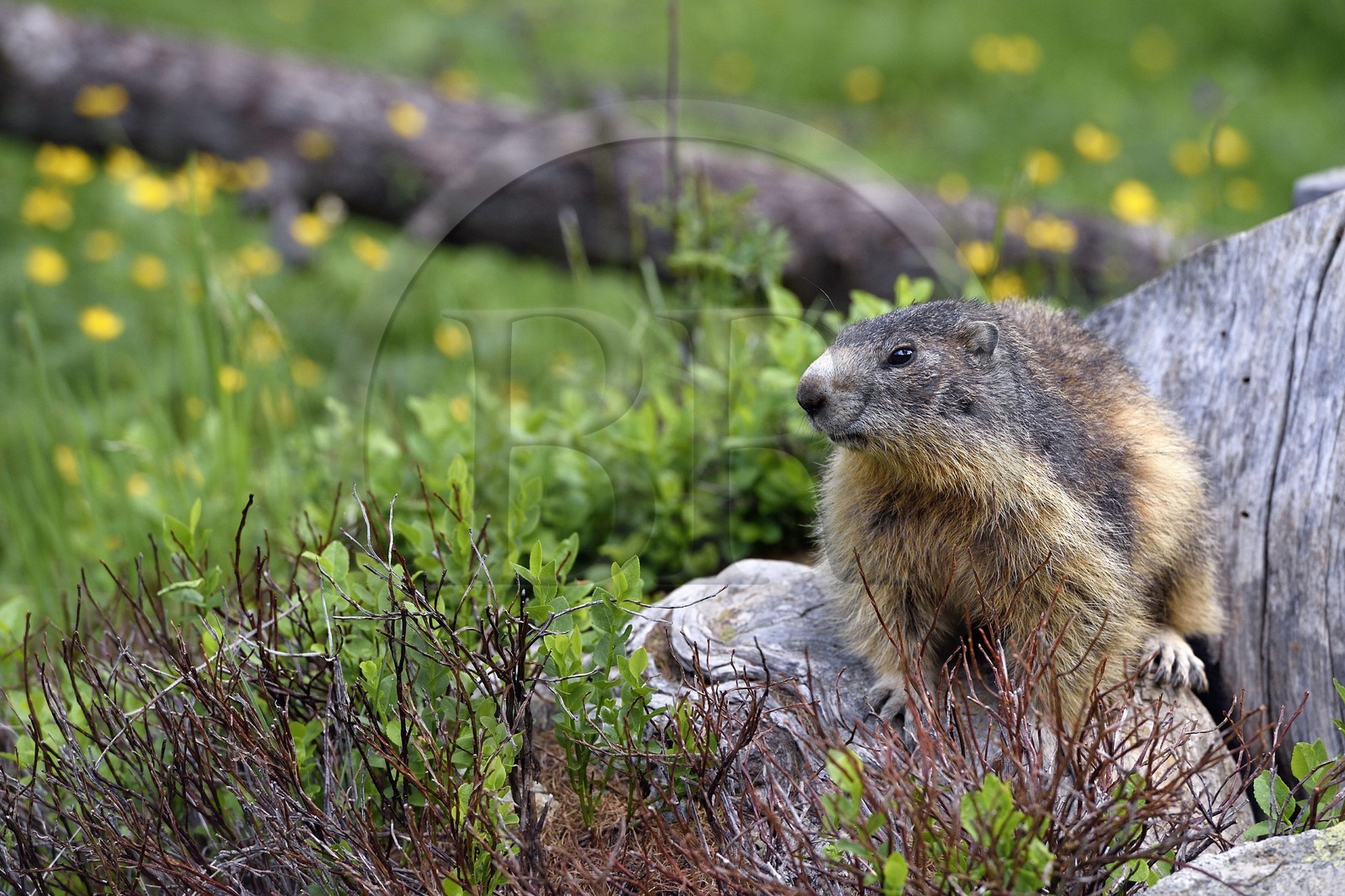 France, Alpes-Maritimes, parc national du Mercantour (Mercantour National Park), Valmasque valley, Marmot (Marmota)