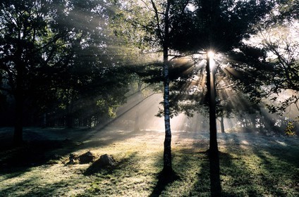 France, Mayenne, undergrowth at sunrise