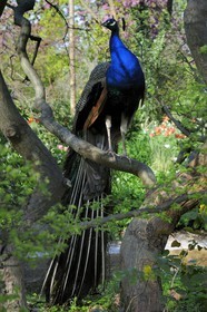 France, Paris (75), le Bois de Boulogne, parc de Bagatelle, paon