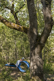 France, Var, Provence Verte (Green Provence), Bras, Academie du Bain de Foret Provencale (Academy of Forest Bathing in Provence), forest of the domaine Le Peyrourier - une campagne en Provence