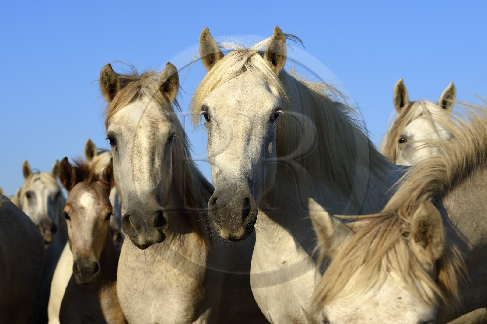 France, Bouches-du-Rhône (13), Parc naturel régional de Camargue, vers l'étang de Malagroy, manade Jacques Mailhan, chevaux de Camargue dans la sansouire