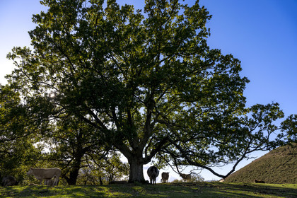 France, Pyrénées-Atlantiques (64), Pays-Basque, vallée des Aldudes, vaches sur la colline d'Elizamendi au dessus du village d'Urepel