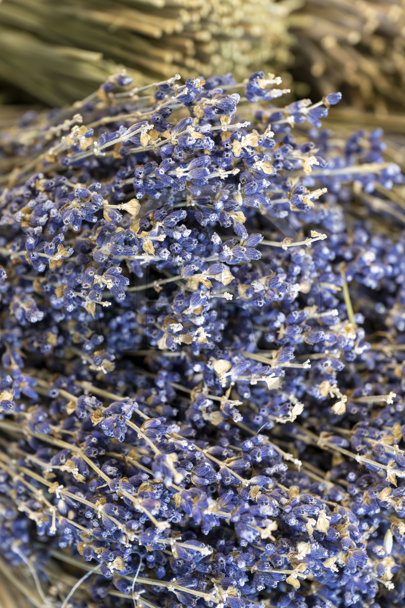 France, Gard, Bellegarde, aromatic plant farm A Mas in Provence, dried lavender