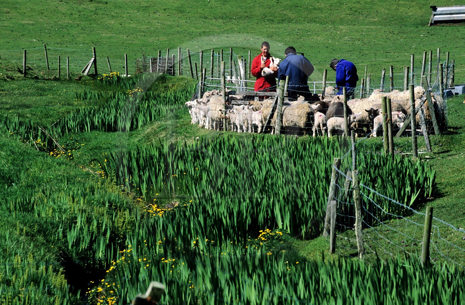 Royaume-Uni, Ecosse, les Shetland, sud du Mainland sur la côte ouest, castration des agneaux vers Scousburgh