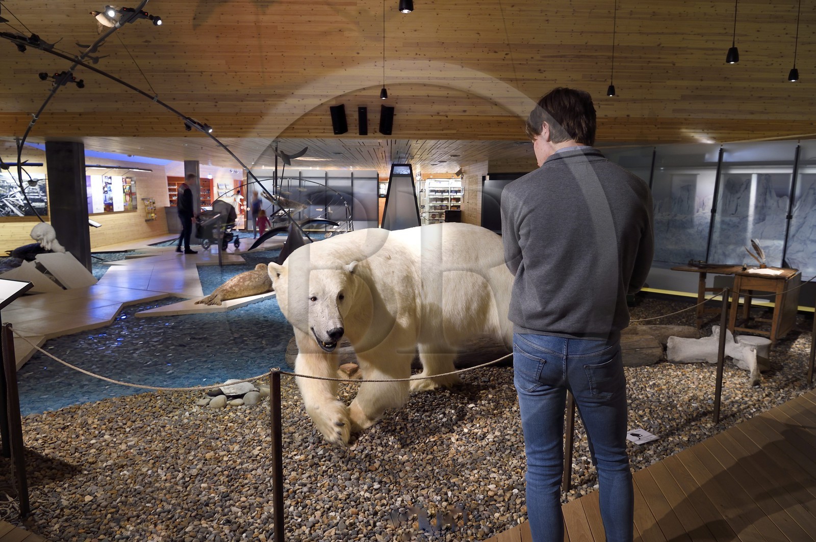 Norvège, Svalbard, Spitzberg, Longyearbyen, Svalbard museum, ours blanc polaire (Ursus maritimus)
