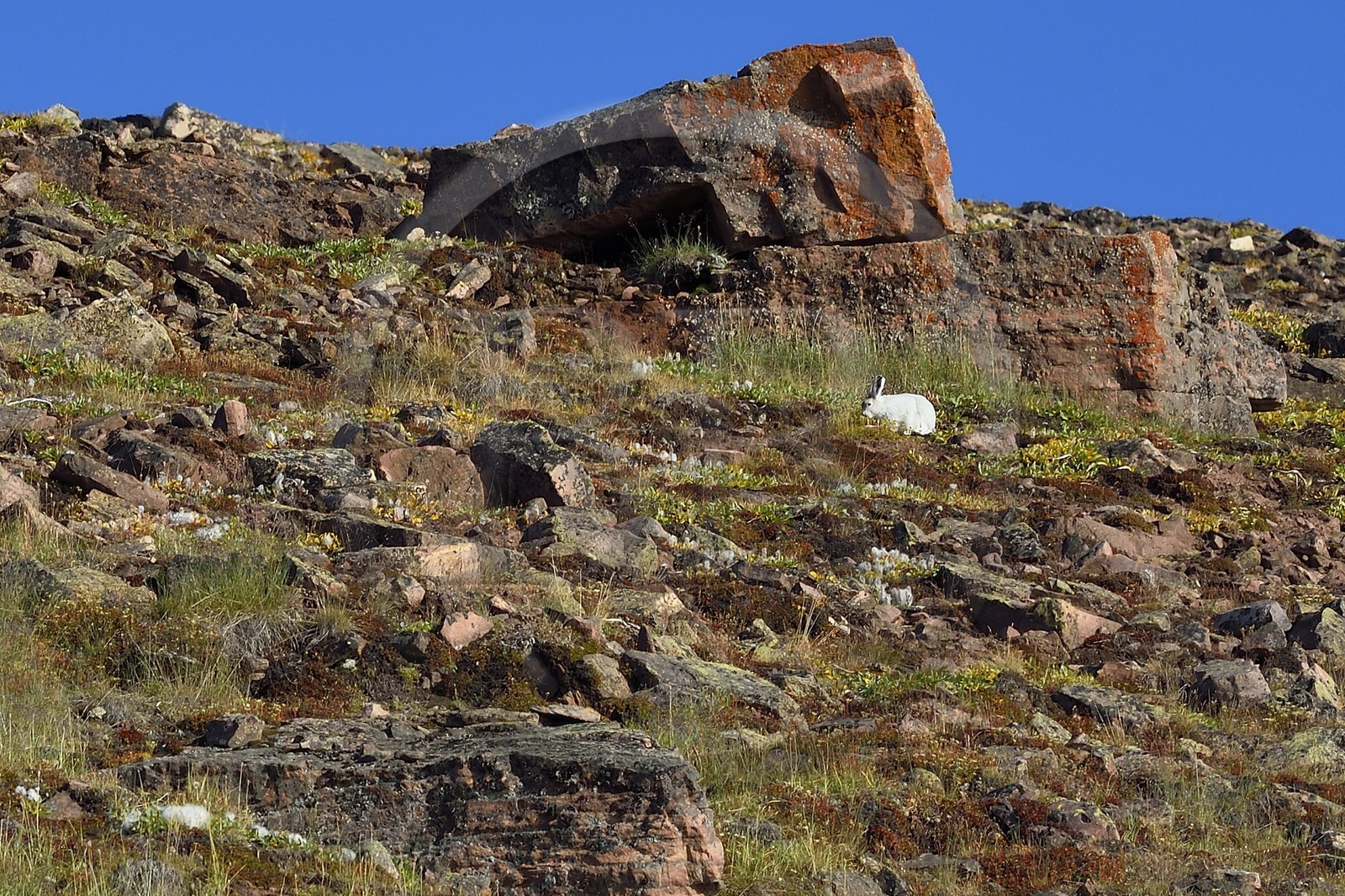 Groenland, cote Nord-Ouest, Murchison sound au nord de la baie de Baffin, Siorapaluk, village le plus septentrional du Groenland, lièvre arctique (Lepus arcticus)