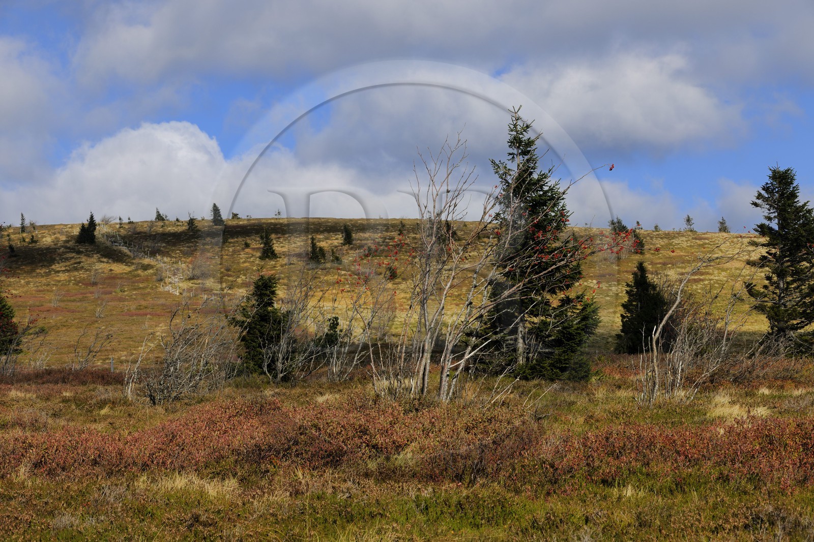 France, Haut-Rhin (68), la route des Crêtes, réserve naturelle tourbière du Tanet-Gazon-du-Faing