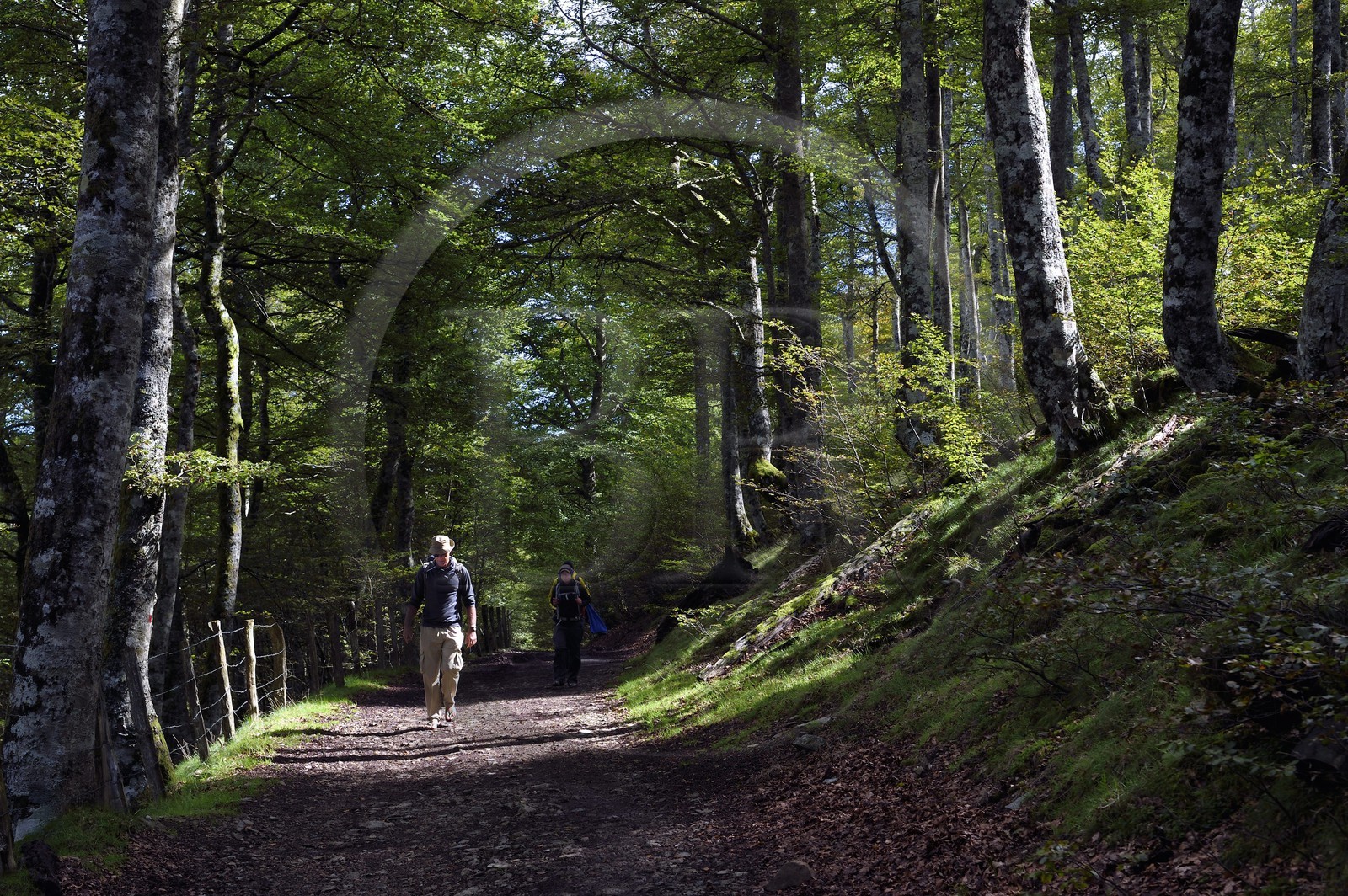 Espagne, Pays-Basque, Navarre, chemin de Saint-Jacques de Compostelle entre Saint-Jean-Pied-de-Port et Roncevaux, pèlerins traversant une forêt non loin du refuge Izandorre