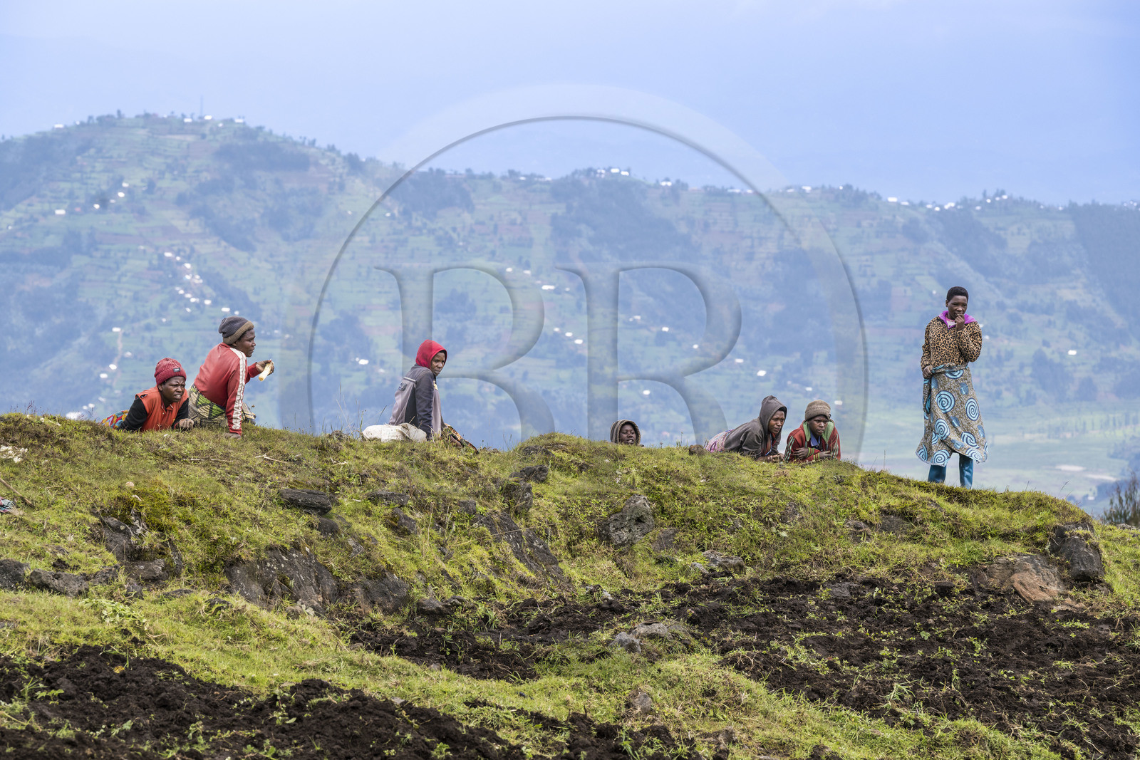 Rwanda, Province du Nord, District de Musanze (Ruhengeri), culture des champs sur les pentes volcaniques du mont Karisimbi dans les montagnes des Virunga en bordure du Parc national des Volcans où vivent les gorilles