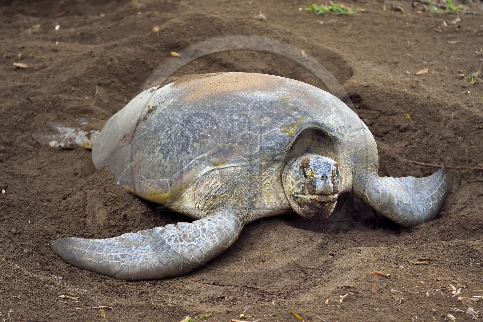France, Mayotte island (French overseas department), Grande-Terre, Kani-Keli, N’Gouja beach, the Maore Garden, green sea turtle (Chelonia mydas) covering eggs with sand after laying eggs