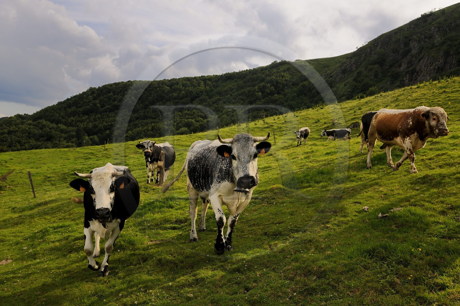 France, Haut-Rhin (68), la route des Crêtes vers Metzeral, ferme marcaire de Steinwasen, vaches en paturage