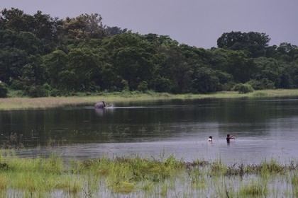 Sri Lanka, province du Centre-Nord, reservoir de Minneriya construit par le roi Mahasen (276-303) qui régna sur Anuradhapura, éléphants
