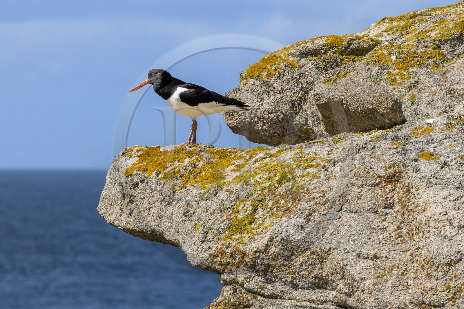 France, Finistère (29), Pays des Abers, Ile Vierge dans l'archipel de Lilia, huitrier pie (Haematopus ostralegus)