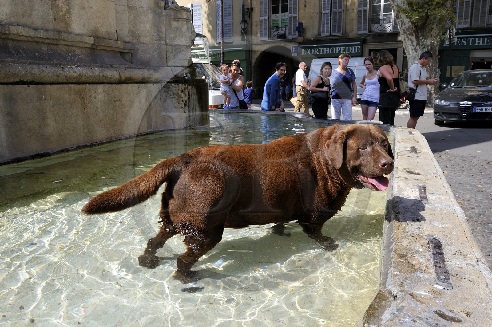 France, Bouches-du-Rhone, Aix-en-Provence, Labrador dog refreshing in the fountain