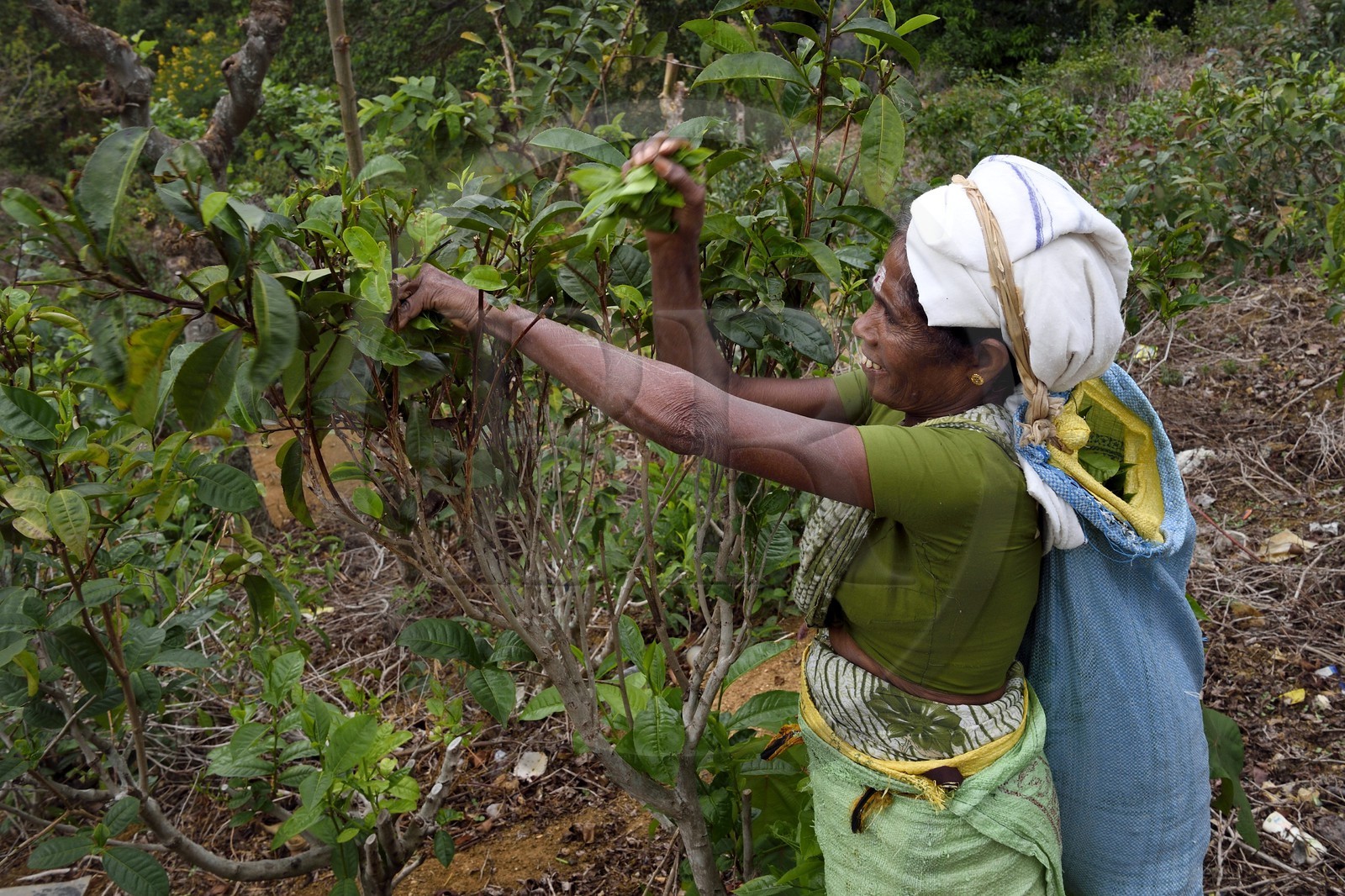 Sri Lanka, Province d'Uva, Ella, femme tamoul travaillant à la cueillette des feuilles dans une plantation de thé