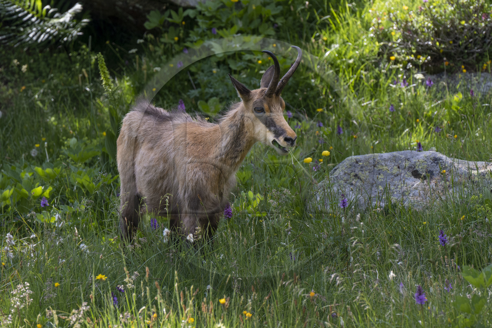 France, Alpes-Maritimes (06), parc national du Mercantour, Haute-Vésubie, Saint-Martin-Vésubie, Val du Haut Boréon, chamois (Rupicapra rupicapra) au lac des Sagnes vers le refuge de Cougourde