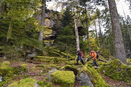 France, Haut Rhin, Thannenkirch, hiking in the Taennchel massif under the Rock of the Giants