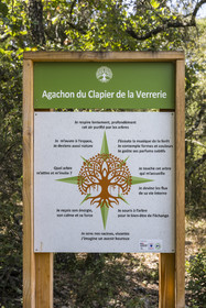 France, Var (83), Provence Verte, Bras, Académie du Bain de Forêt Provençale, forêt du domaine Le Peyrourier - une campagne en Provence