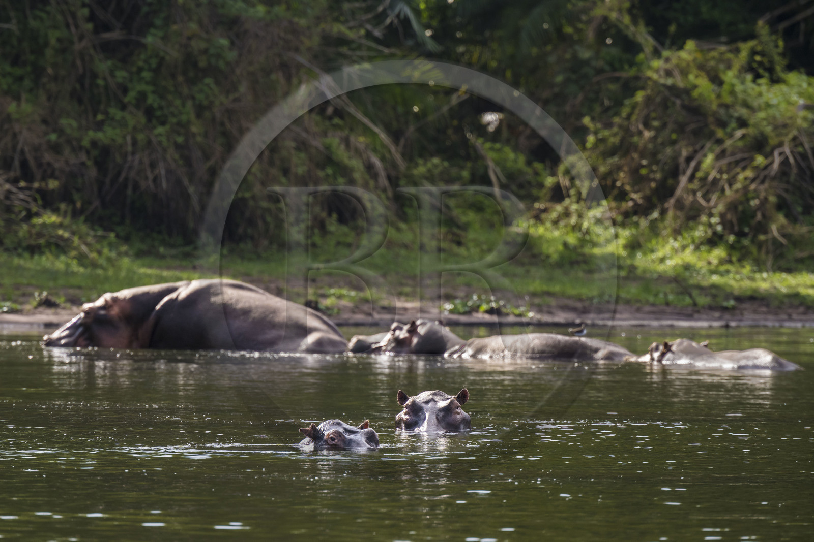 Rwanda, Parc national de l'Akagera, le lac Ihema, Hippopotames (Hippopotamus amphibius)