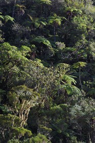 France, Ile de la Reunion, Saint Benoit, Parc national de La Reunion, classé Patrimoine Mondial de l'UNESCO, foret de Bébour