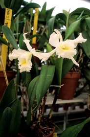France, Paris (75), jardin du Luxembourg, les serres, orchidées