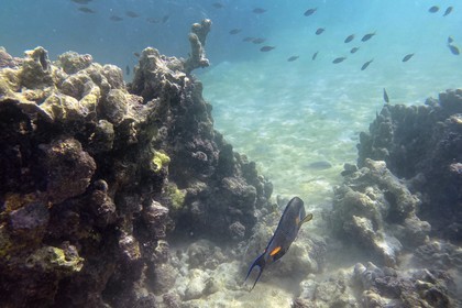 Sultanat d'Oman, gouvernorat de Mascate, réserve naturelle des Iles Daymaniyat, récif corallien
