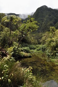France, Ile de la Reunion, Parc National de la Réunion classé Patrimoine Mondial de l'UNESCO, La Plaine des Palmistes, forêt de Bébour, sentier de randonnée Cassé de Takamaka, Bassin des Hirondelles