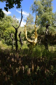 France, Morbihan, forest of Broceliande, Trehorenteuc, L'Arbre d'Or (the Golden Tree) by artist Francois Davin in the Val sans retour (Valley of No Return)