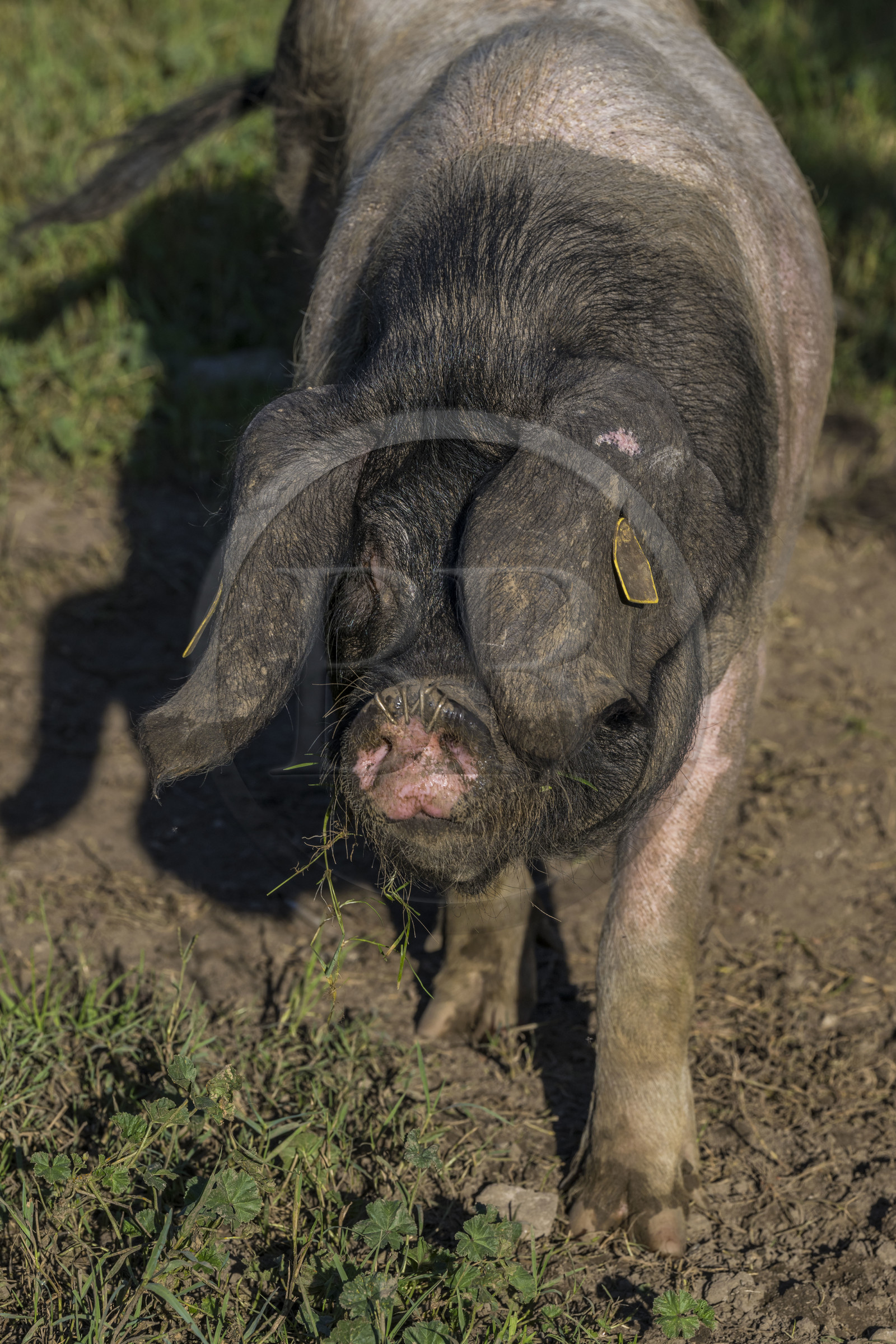 France, Pyrenees Atlantiques, Basque Country, Aldudes valley, Pierre Oteiza free range breeding of Basque black pigs for the production of Kintoa AOC ham, joung sow
