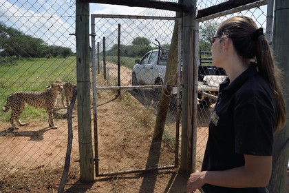 Namibia, Otjiwarongo, Cheetah Conservation Fund, research and education centre, cheetah (Acinonyx jubatus) in temporary captivity and destined to be released in the bush, with the senior cheetah keeper Ashley Flaig