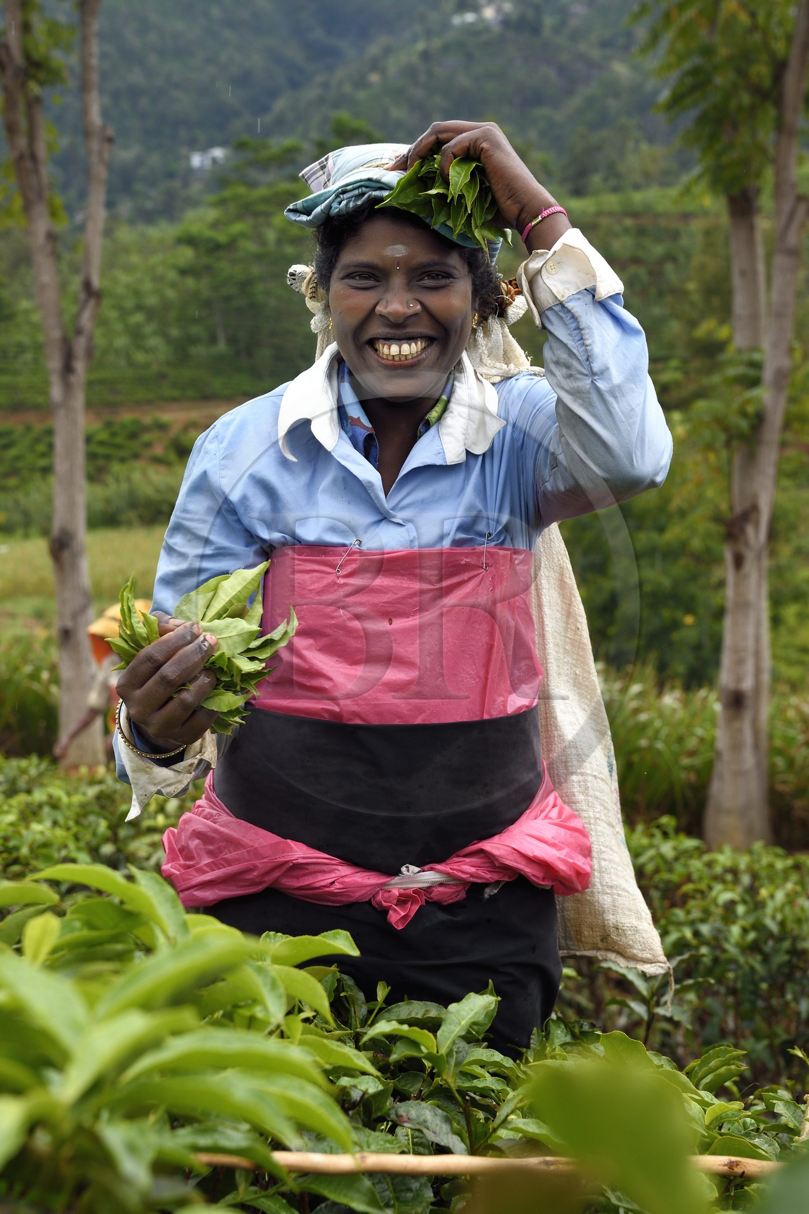 Sri Lanka, Province d'Uva, Bandarawela, femme tamoul travaillant à la cueillette des feuilles dans une plantation de thé