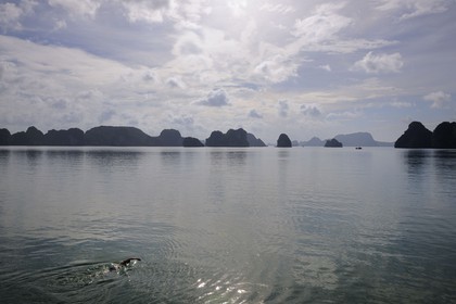 Vietnam, province de Quang Ninh, nageur dans la Baie d'Halong classée Patrimoine Mondial de l'UNESCO