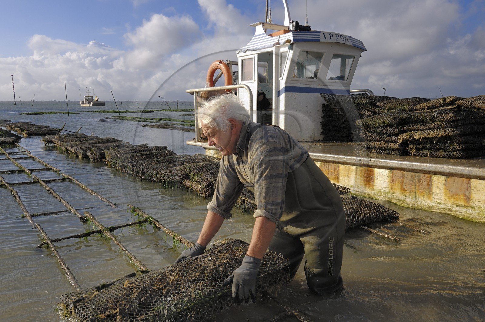 France, Charente-Maritime (17), le bassin Marrennes-Oléron au large de l'Ile d'Oléron, l'ostréiculteur André Massé dans un de ses parcs à huîtres