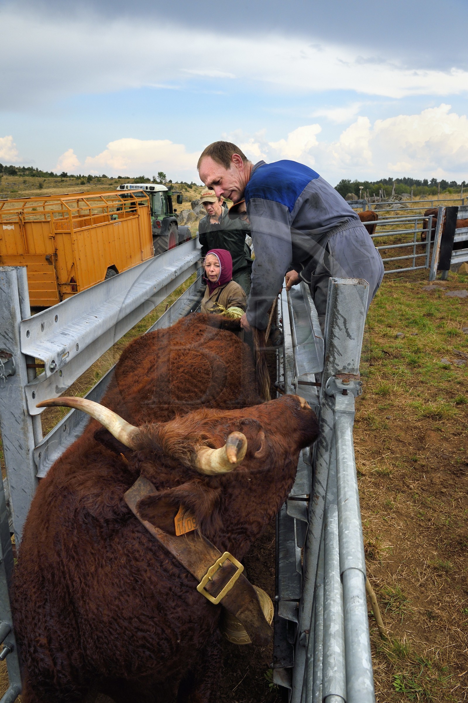 France, Cantal (15), plateau de Chastel-sur-Murat sur le chemin de Saint-Jacques de Compostelle par la Via Arverna, la vétérinaire Sylvie Calmels procède à un diagnostic de gestation sur des vaches Salers dans un corral de contention de l'enclos à bétail