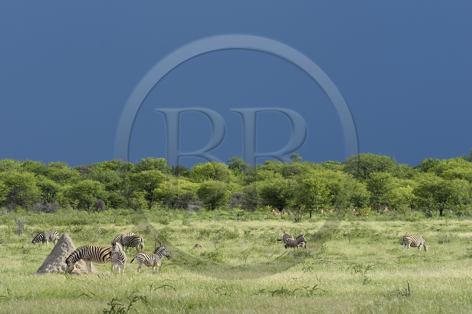 Namibie, région de Oshikoto, Parc National d'Etosha, zèbres de Burchell (Equus burchellii)