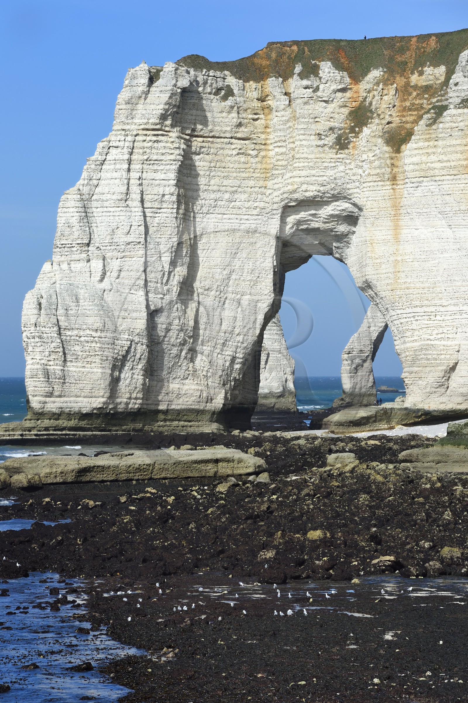 France, Seine-Maritime (76), Pays de Caux, Côte d'Albâtre, Etretat, la Manneporte vue depuis la pointe de la Courtine à marée basse