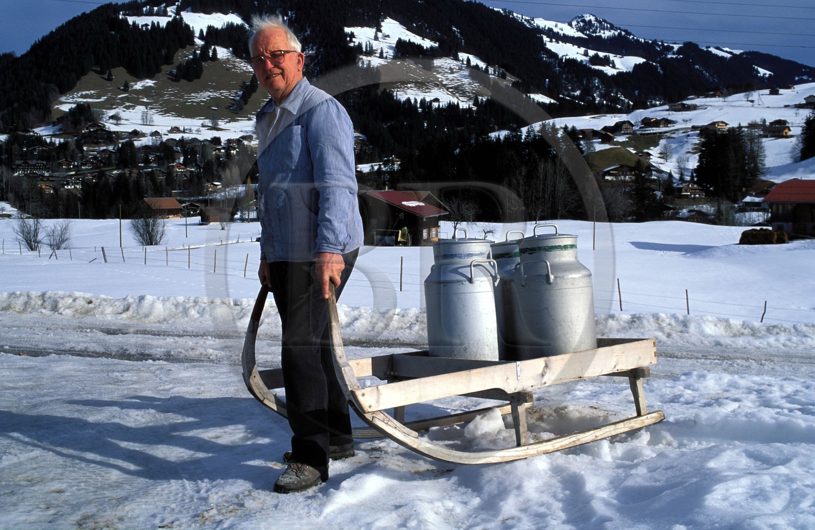 Switzerland, region of Bern (Bernese Oberland), Saanenland, farmer towing milk on a sledge in Gstaad