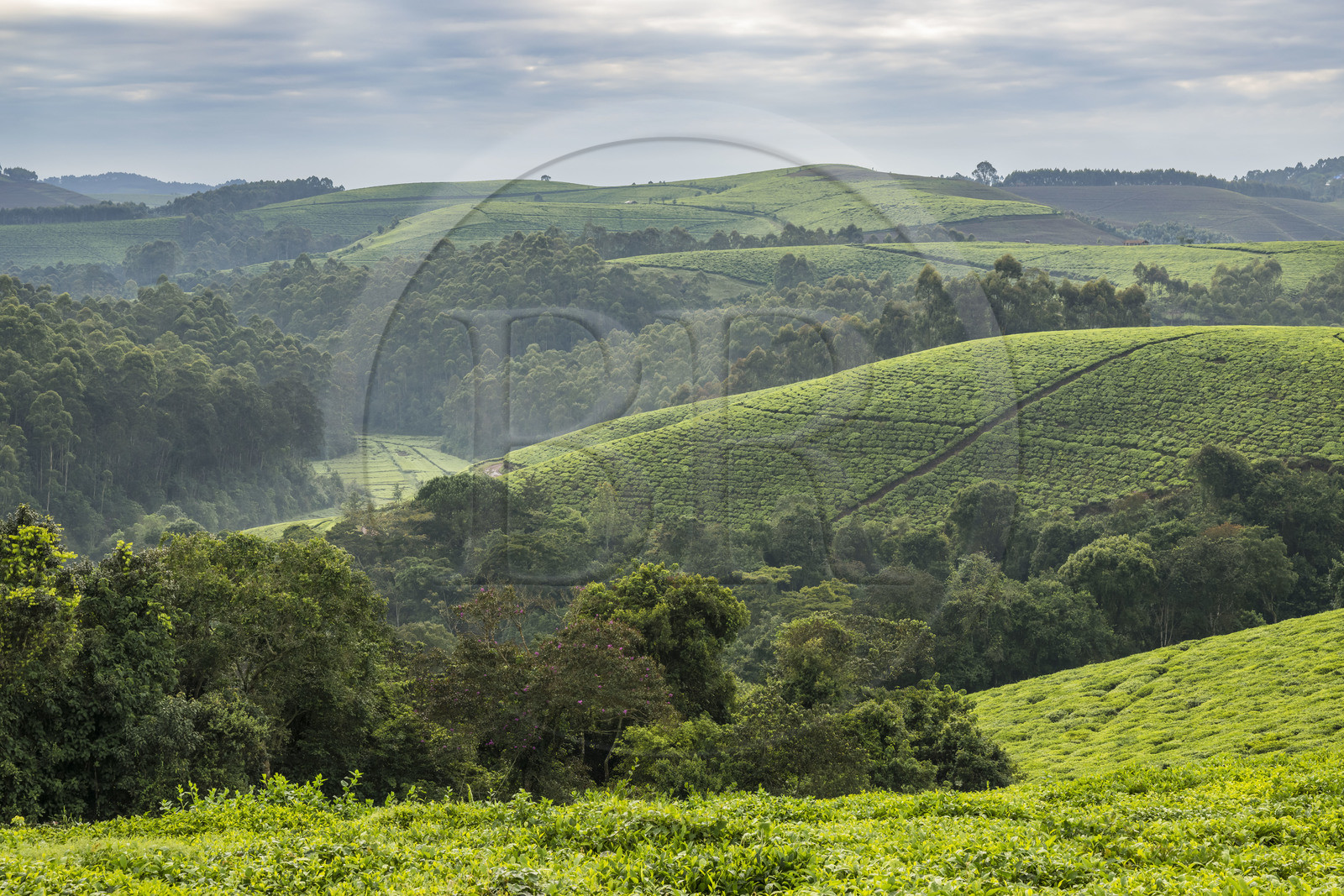 Rwanda, Province de l’Ouest, Gisuma, plantation de thé