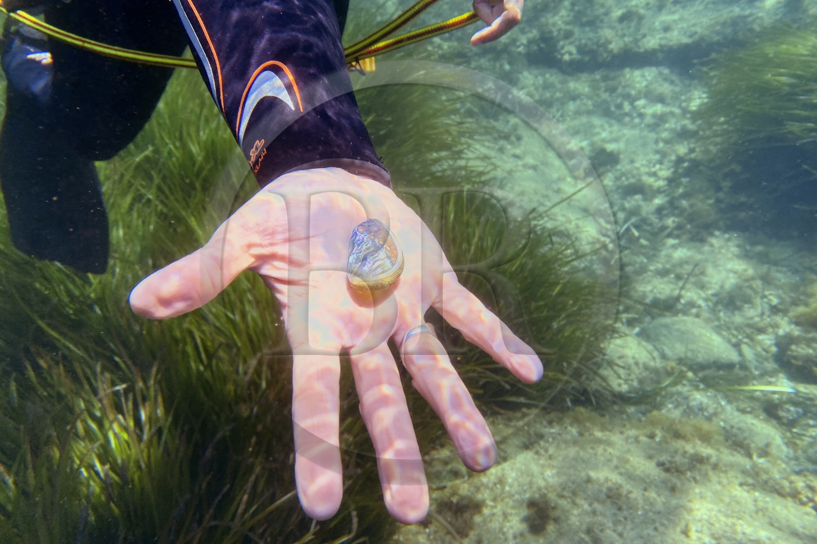 France, Var (83), Rayol-Canadel-sur-Mer, Domaine du Rayol, le jardin des Méditerranées, propriété du conservatoire du littoral mention obligatoire, coquillage nacré sur le sentier marin