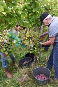 France, Bas-Rhin (67), Route des vins d'Alsace, Nothalten, vendanges sur une parcelle de gewurztraminer du Domaine viticole Philippe Sohler à Epfig
