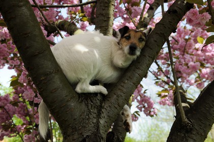 France, Val-de-Marne (94), Bry-sur-Marne, Cali un Parson Russel Terrier perché sur un cerisier du Japon Sakura