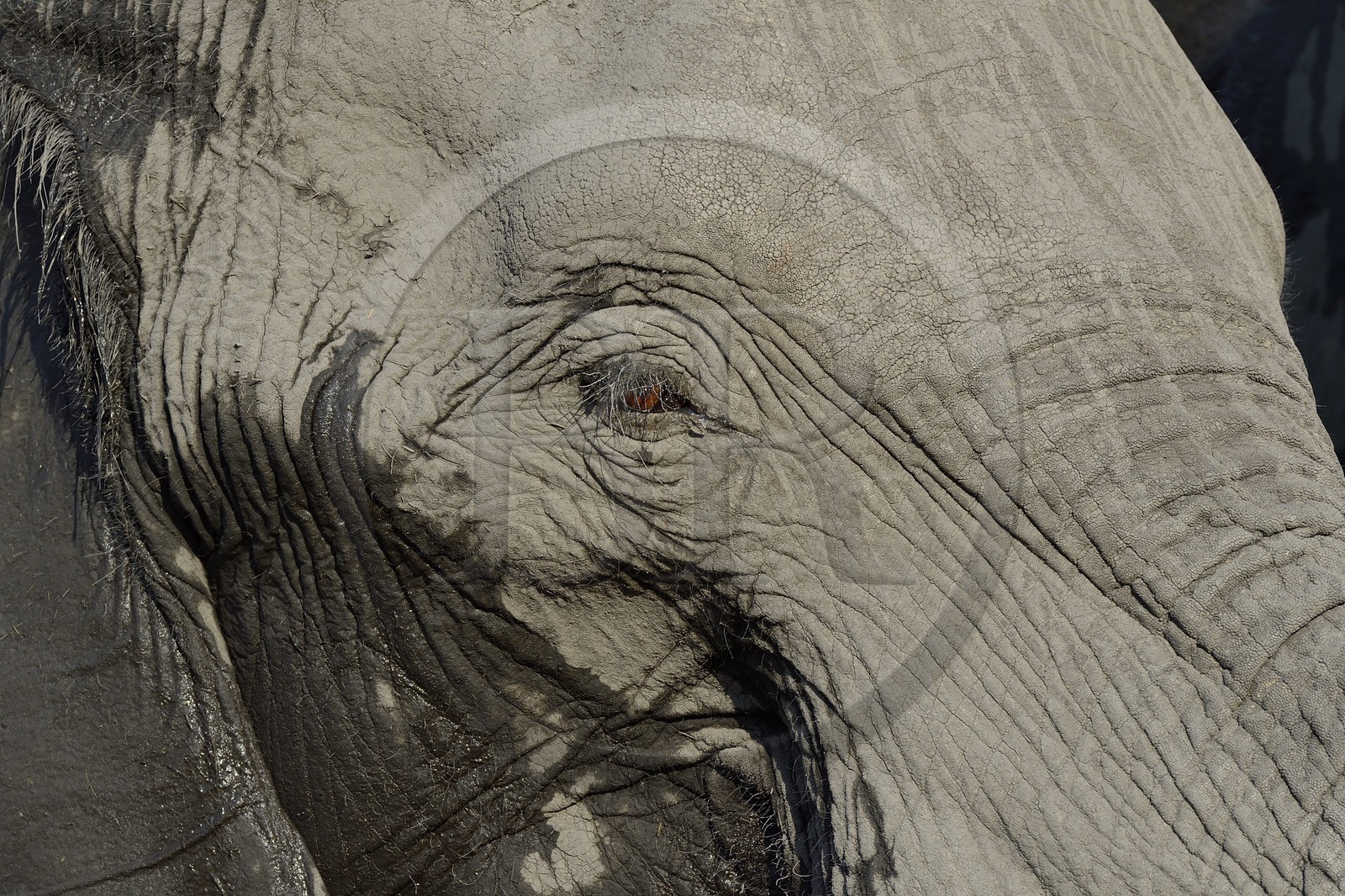 Zimbabwe, province de Matabeleland septentrional, parc national Hwange, éléphant sauvage d'Afrique (Loxodonta africana)