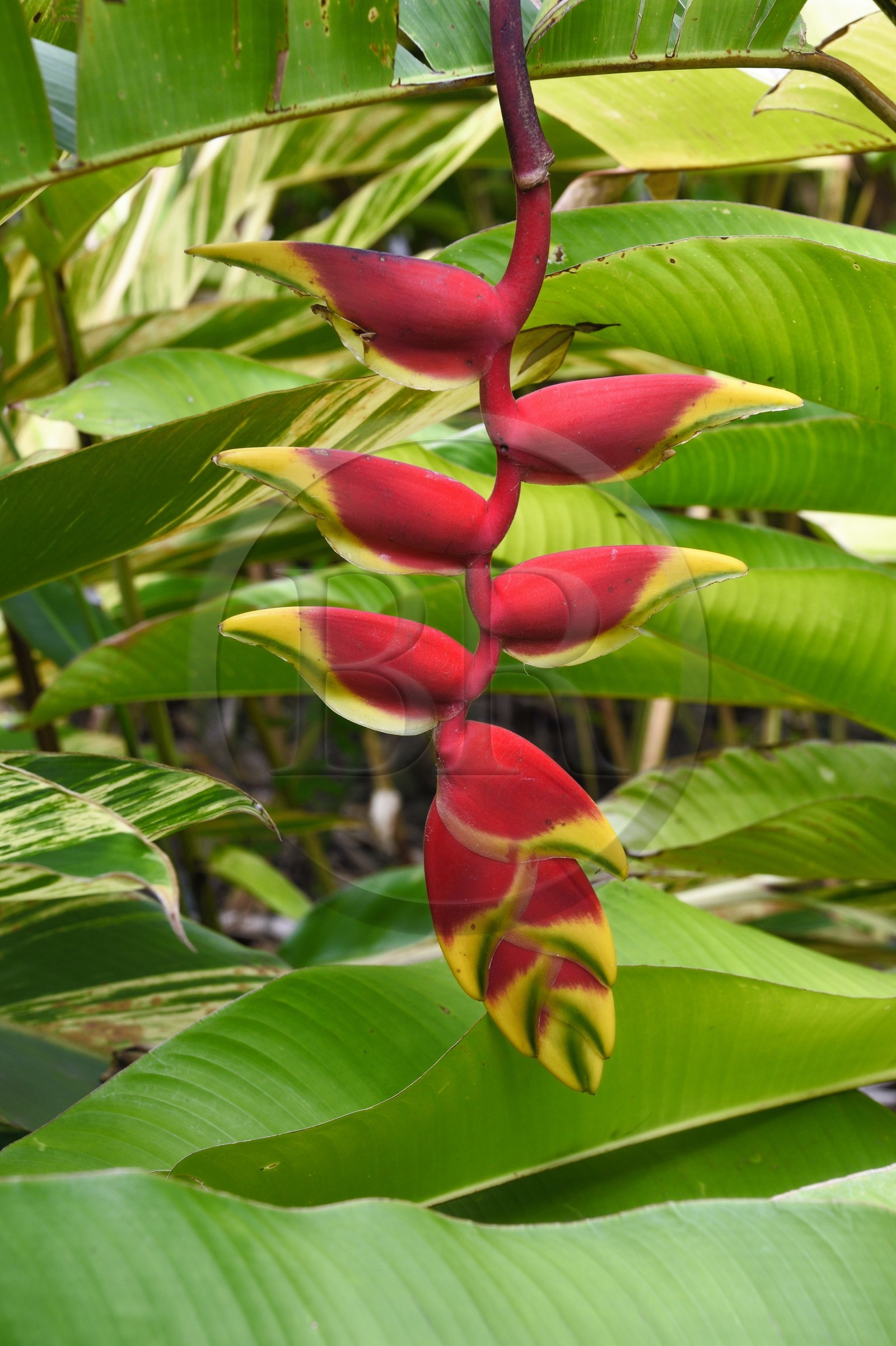 France, Ile de la Reunion, Saint Pierre, Jardin Botanique du Domaine du Café Grillé, pince de homard suspendue ou faux oiseau de paradis (Heliconia rostrata)