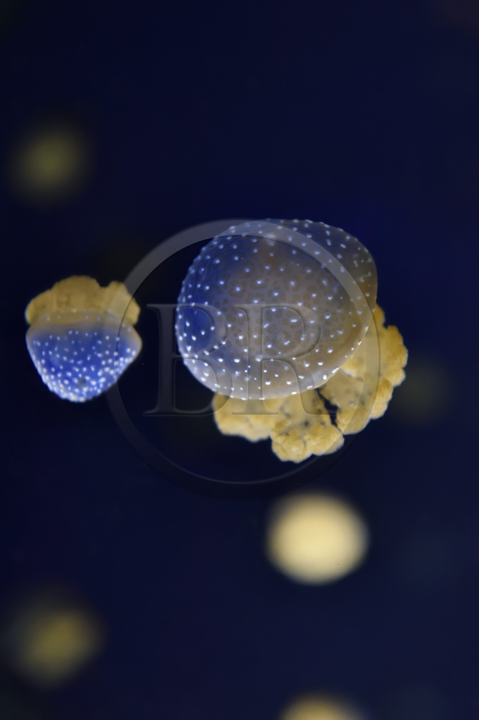 France, Charente-Maritime (17), La Rochelle, Aquarium La Rochelle, Mention obligatoire, méduse constellée (Phyllorhiza punctata)