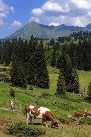 Suisse, Canton de Vaud, Villars sur Ollon, hameau de Bretaye