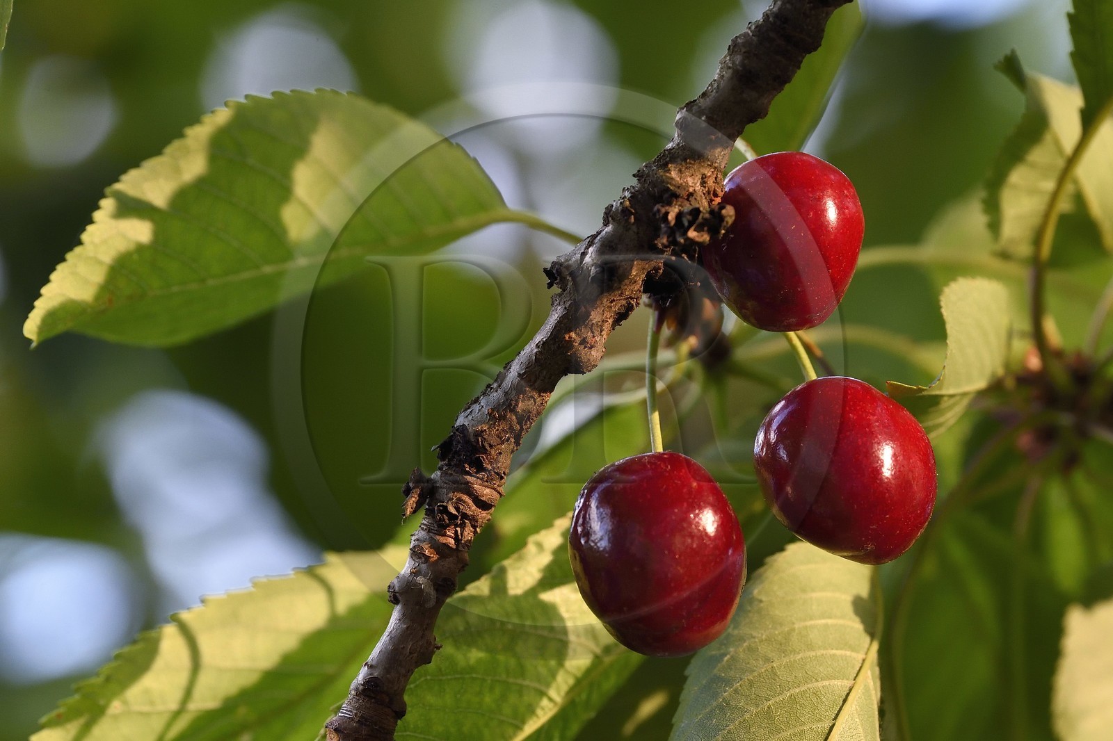 France, cerisier (Prunus cerasus), cerises dans l'arbre