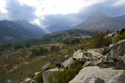 France, Haute-Corse (2B), région du Niolu (Niolo), troupeaux de chèvres devant Calasima plus haut village de Corse (1 095m)
